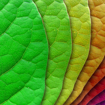 colorful-leaves2