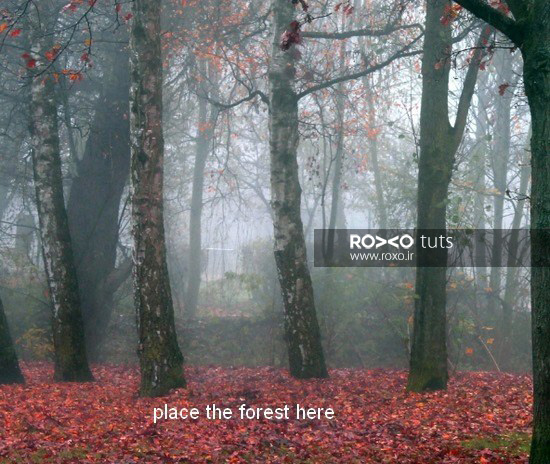 تصویر جنگل