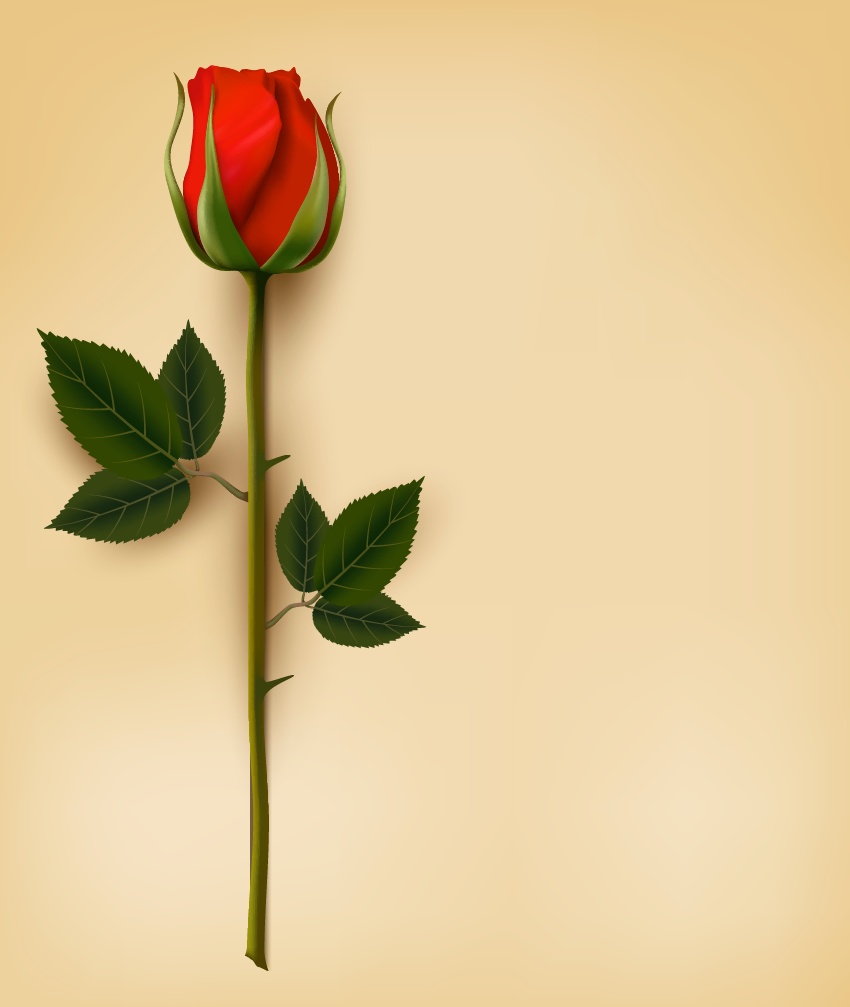 روش ایجاد یک مش گل رز زیبا از صفر در ادوبی ایلوستریتور